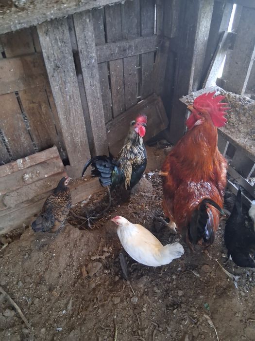 Garnizo preto malhado