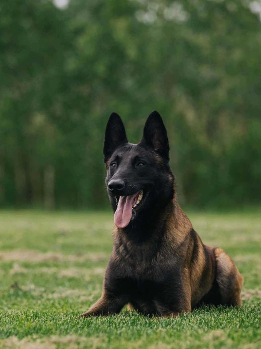 Owczarek Belgijski Malinois ZKwP