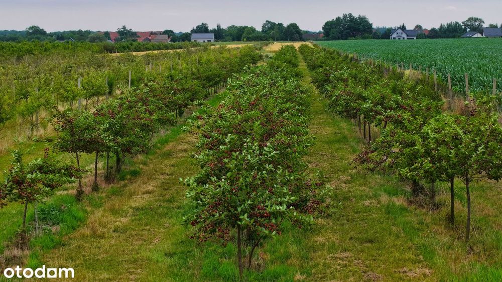 Piękne działki siedliskowe 2 km od Sobótki, widok na Ślężę - Widok 5