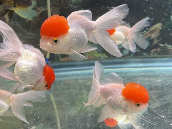 Оранда червона шапочка рибка акваріумна