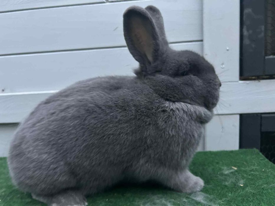 Królik Wiedeński Niebieski z rodowodem