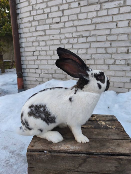 Samica samiec Belg/srokacz bardzo ładne