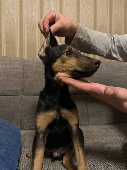 Віддам безкоштовно