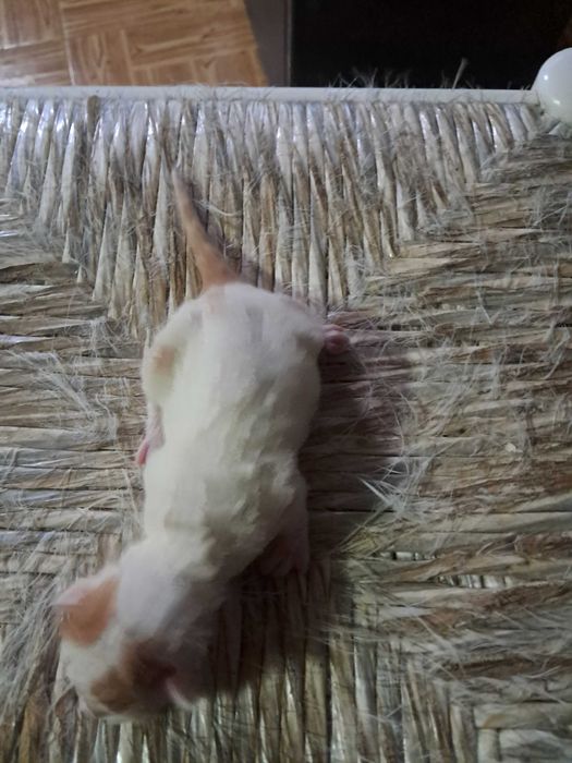 Gatinhos para adopção responsável