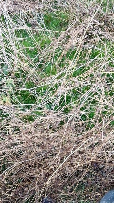 Продам земельну ділянку у с.Дерно.