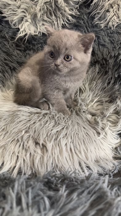 Шотланские котята
