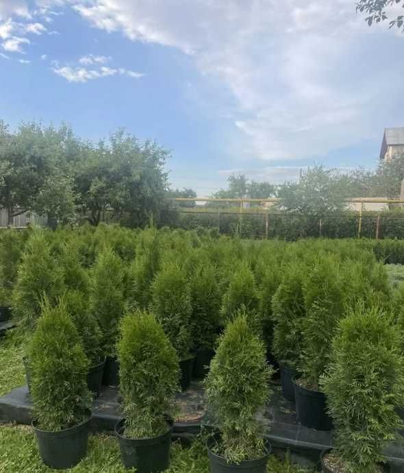 Туя смарагд, голден смарагд