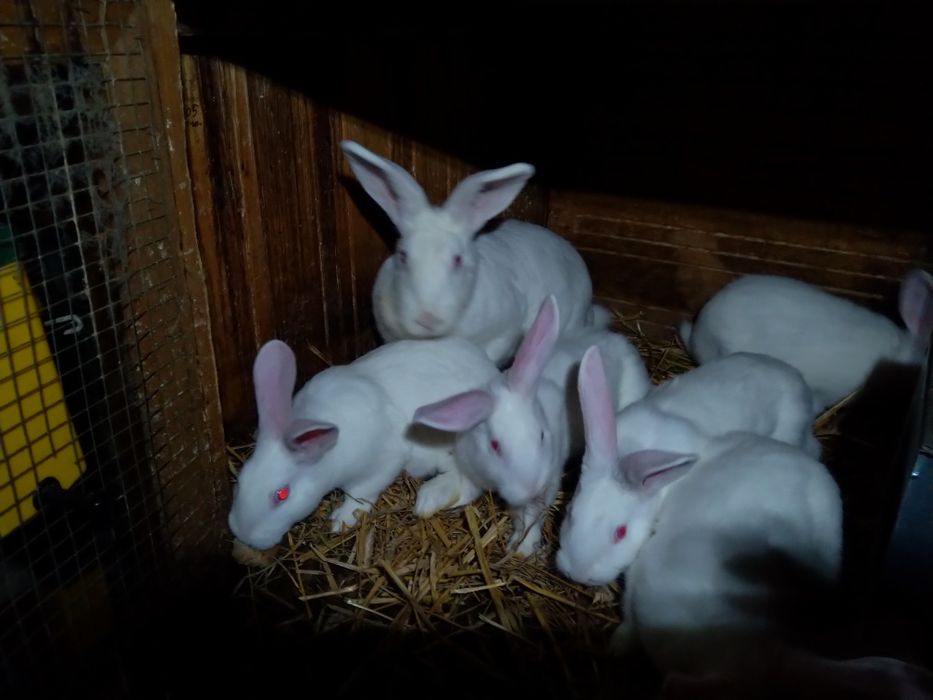 Młode króliki termondzkie królik termondzki