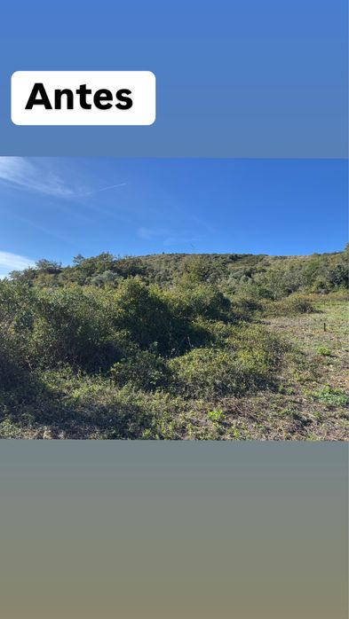 Limpeza de terrenos / corta mato