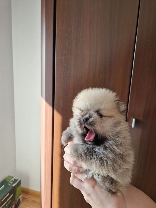 PUCHATY  Szpic Mlniaturowy