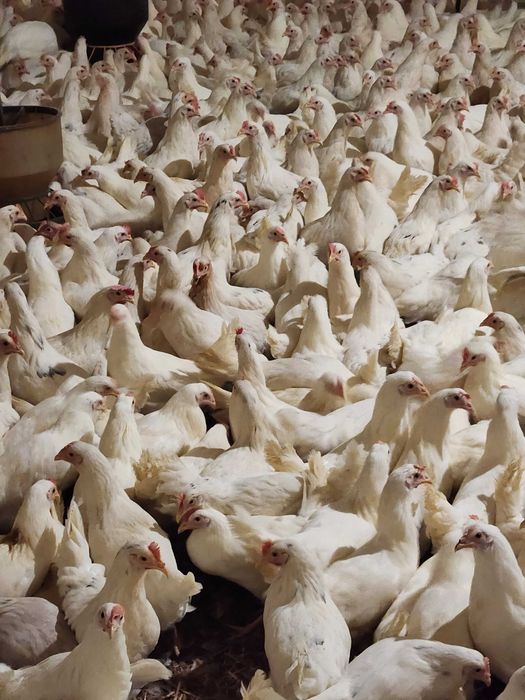 Kury nioski Rosa z wolnego wybiegu od 16 do 24 tygodni Dominant Dowóz