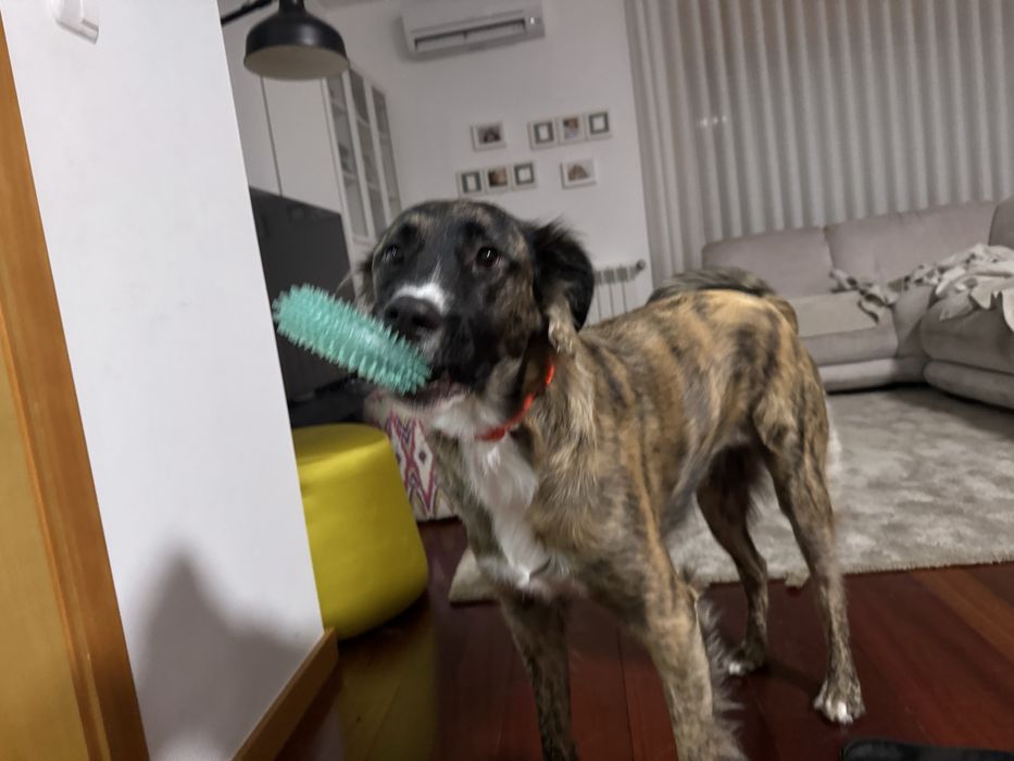 Cadela para adoção 14 meses