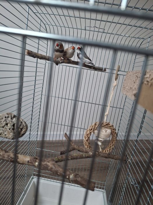 Sprzedam zeberki dwie pary 2025