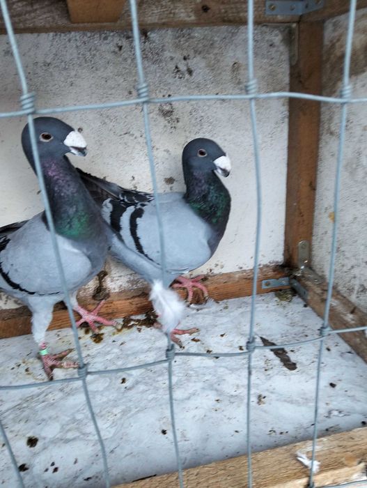 Gołębie Niemiecki wystawowy