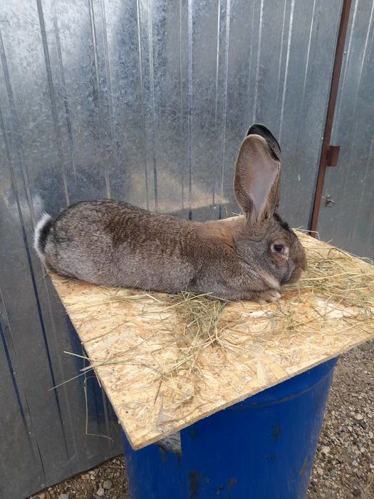 Sprzedam młodą samiczkę belga