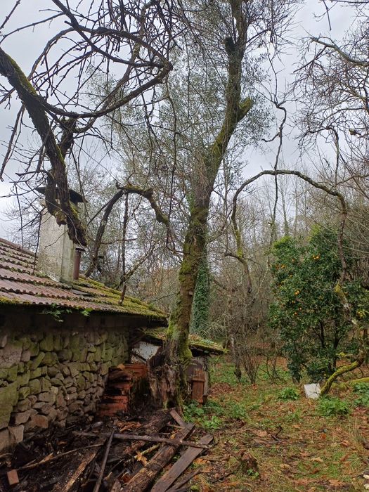 Oliveiras centenárias