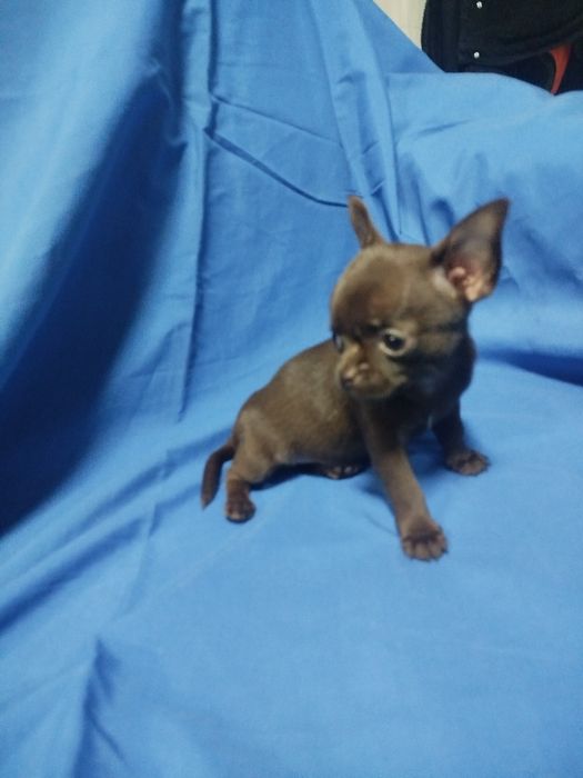 Chihuahua de pelo curto