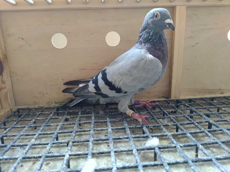 Gołębie pocztowe org. T. Kajdzik