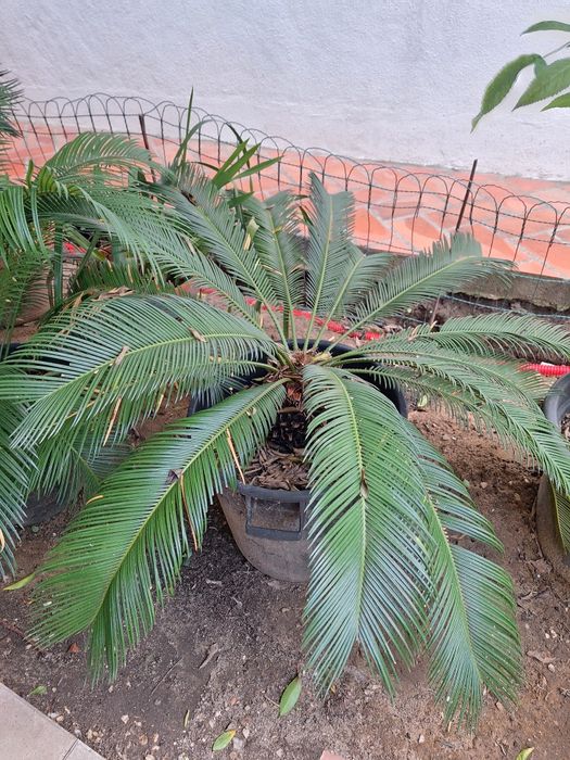 Cycas para jardins