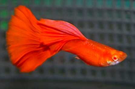 Guppys casais 50 Linhas