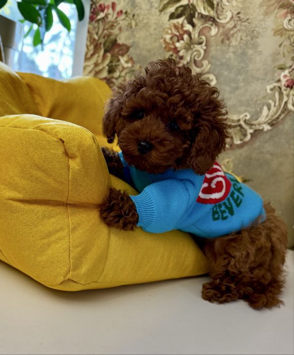 Red Browns з baby- face , тікап дівчинка