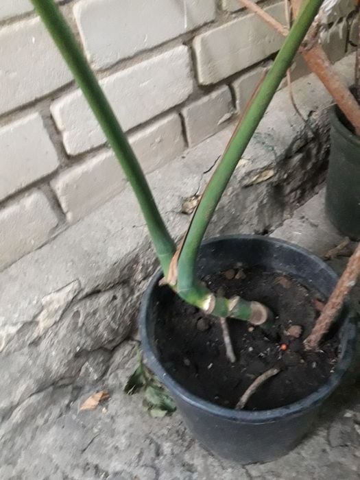 Продам укорінену верхівку монстери.