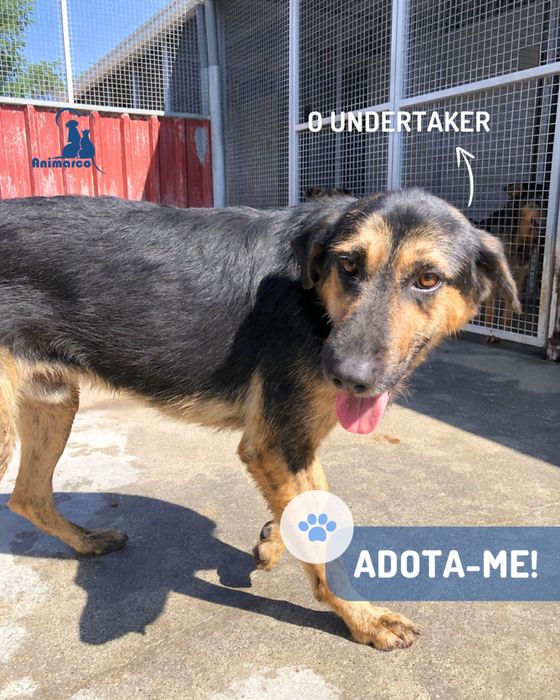 Undertacker - cao jovem porte grande