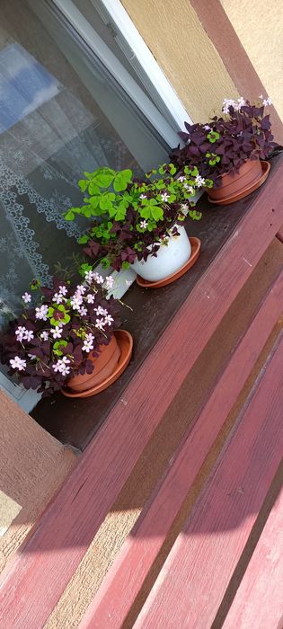 Szczawik trójkątny koniczynka kwiaty miłości zestaw 40 sztuk