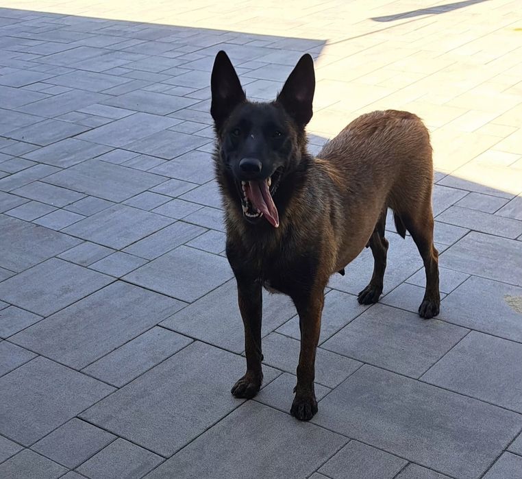 Owczarek belgijski Malinois piesek