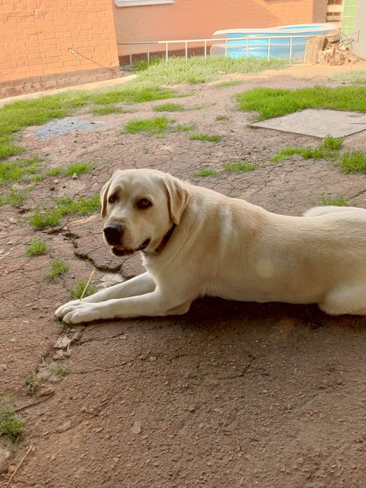 Лабрадор для в'язки