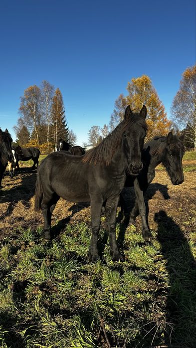 Ogier fryzyjski fryz