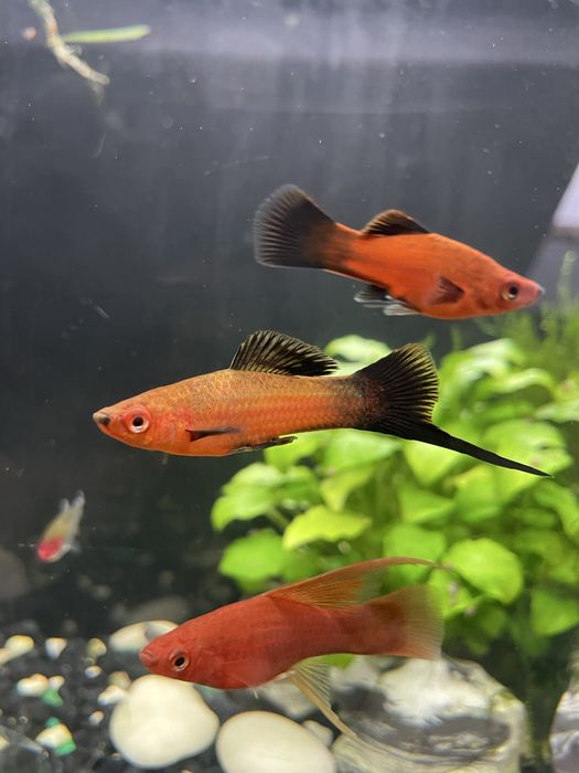 Sprzedam samce mieczyków