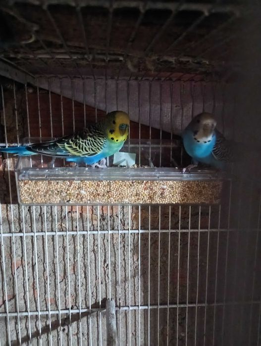 Vendo ou troco piriquitos