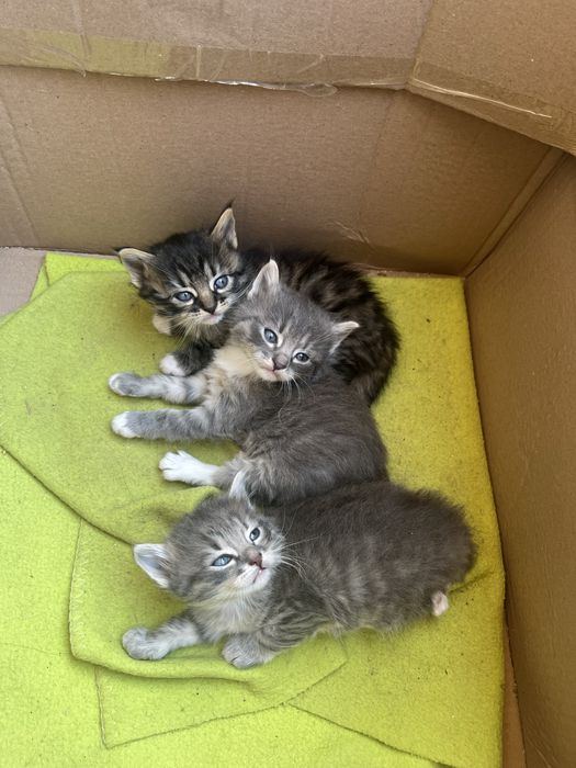 Котята віддам безкоштовно