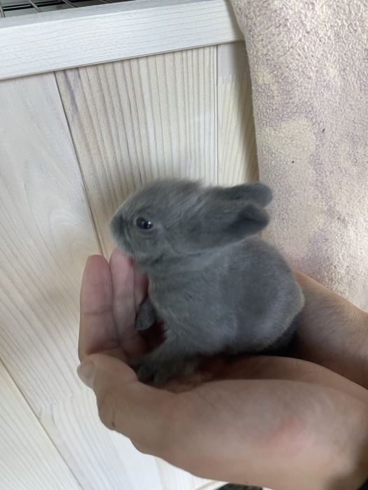 Coelhos anões mini toy