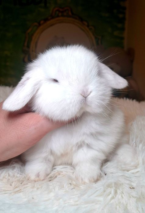 DO ODBIORU Króliki mini lopy królik mini lop z dokumentacją