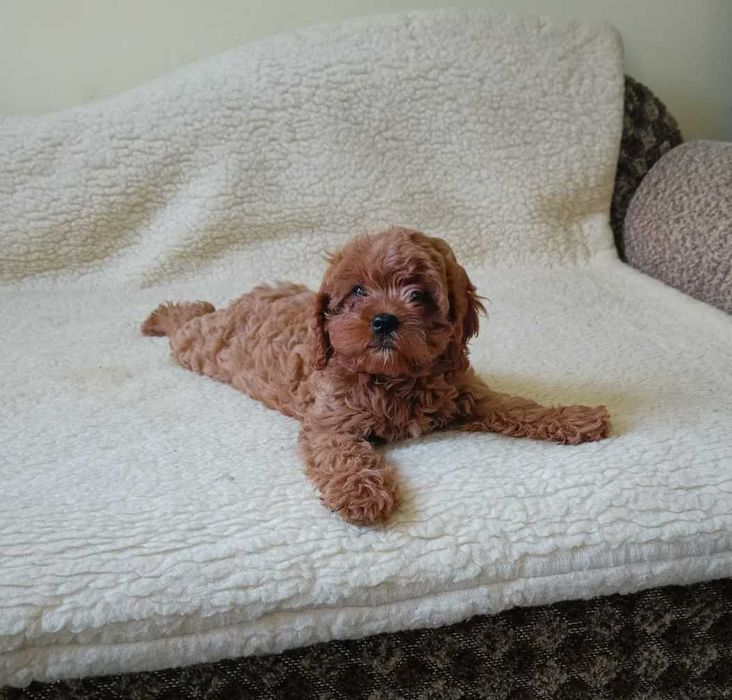 Cavapoo śliczna suczka