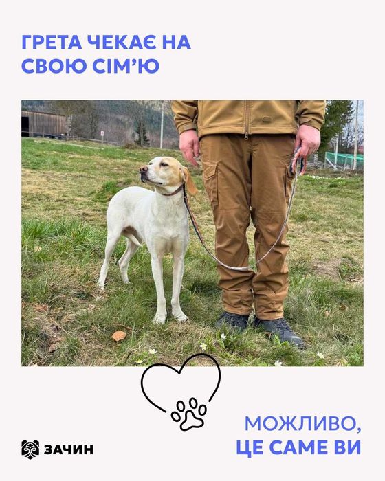 Грета, метис пойнтера, шукає дім