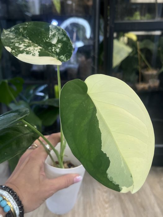 Syngoniim Chiapense  variegata