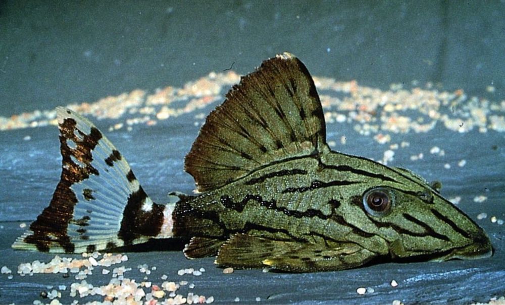 Zbrojnik glonojad L191