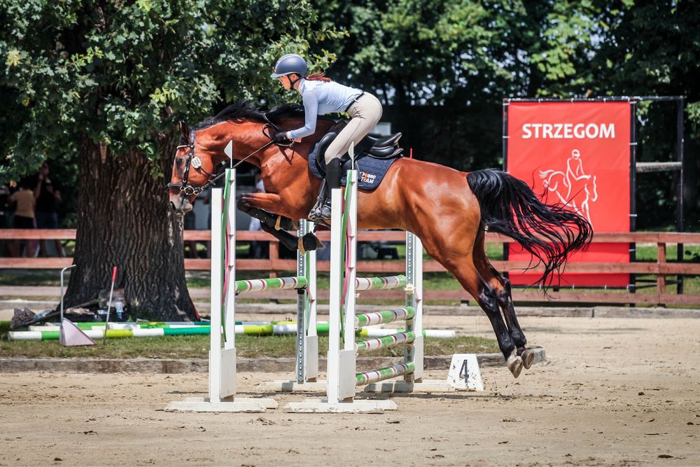 Koń do współdzierżawy