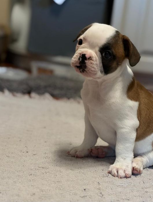 Buldogue Francês