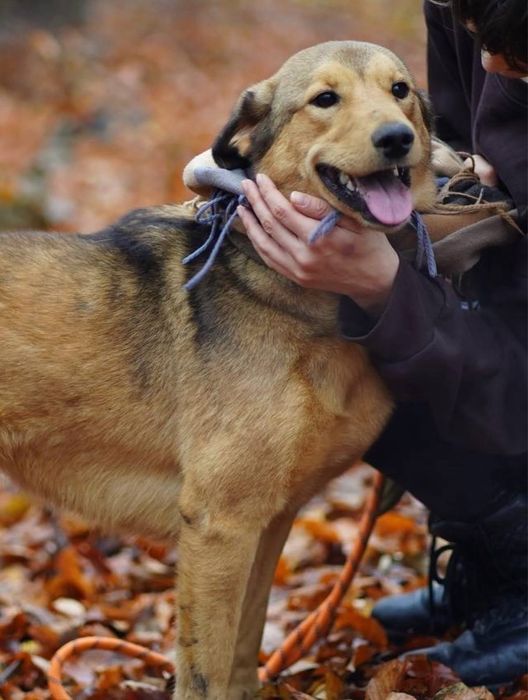 Собака 1,5 роки , дівчинка у добрі руки