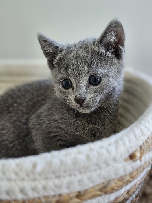 Kotka Rosyjska Niebieska Hodowla WCF