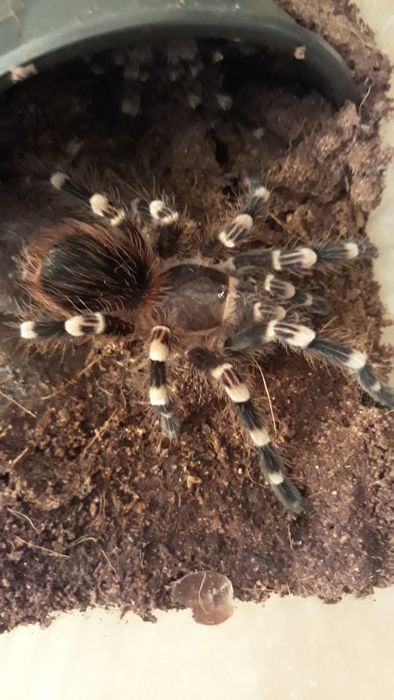 Samica Acanthoscurria geniculata