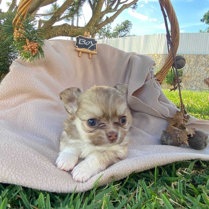 Chihuahua de pelo comprido