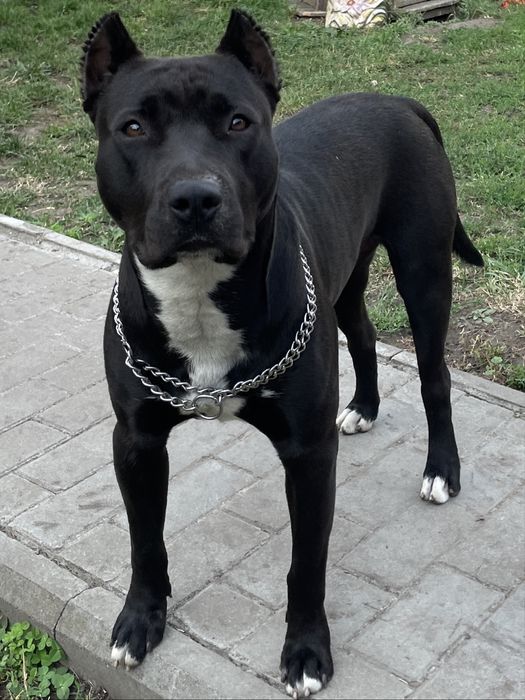 Вʼязка собак (пітбуль)