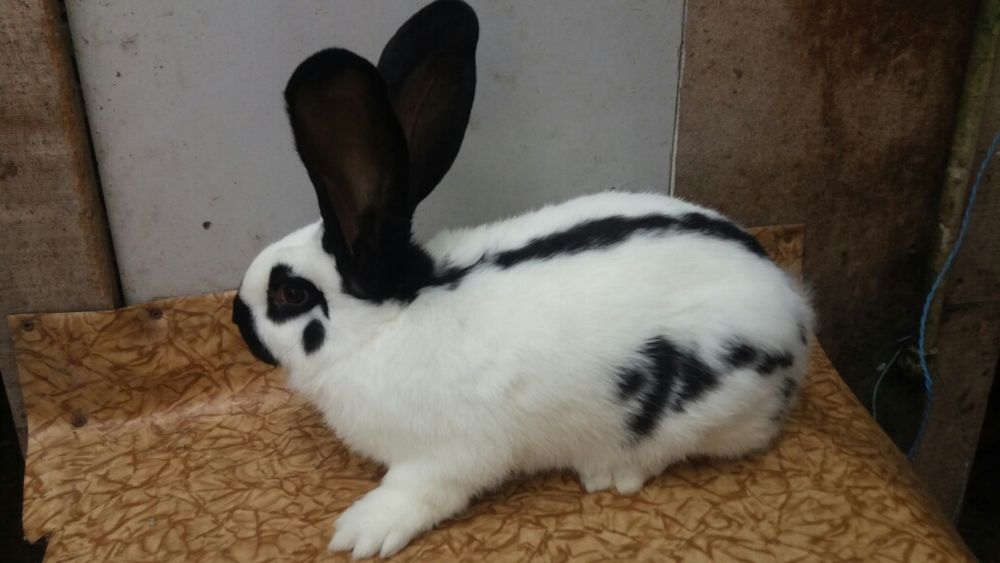 Кролики на племя. Серебро,Фландр.,,и другие породы.