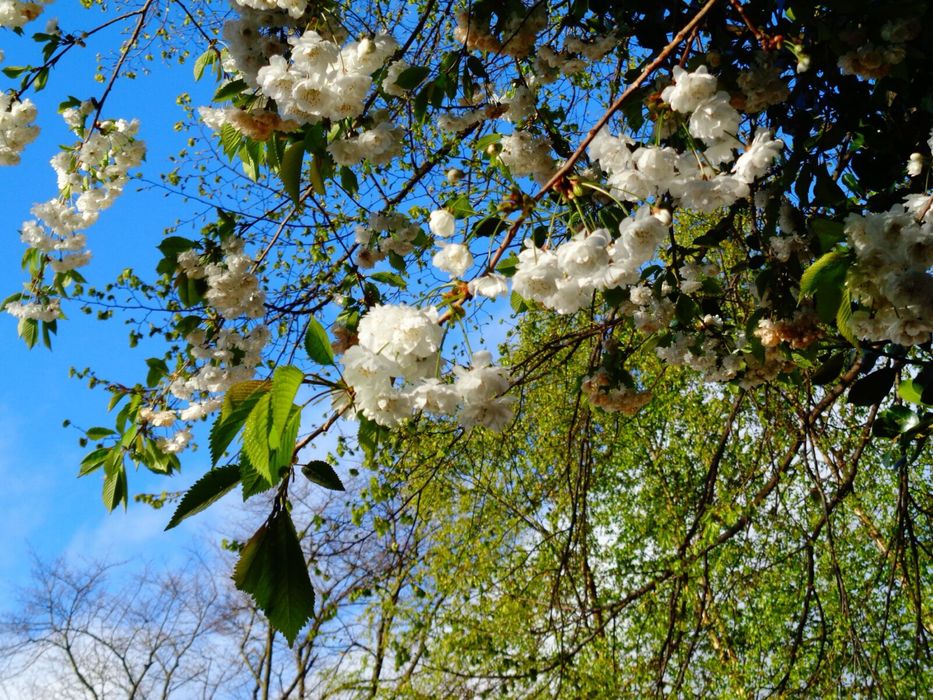 Sony W-830 в ІДЕАЛІ!