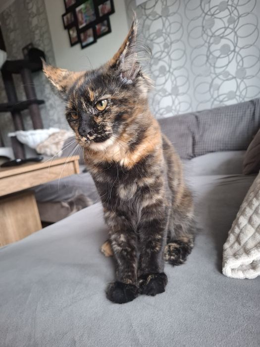 Sprzedam śliczną kotkę Maine Coon